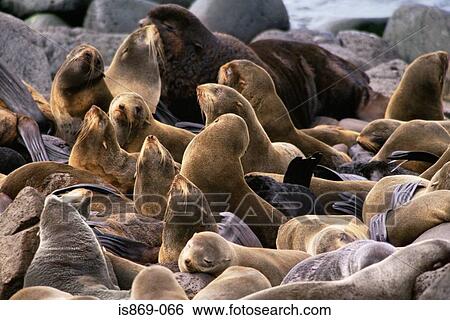 Large group of northern fur seals View Large Photo Image Stock Photograph - Large group of northern fur seals. Fotosearch