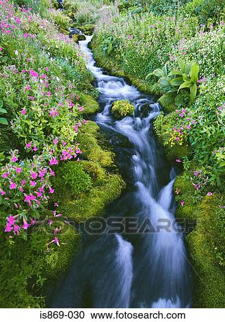 Lewis monkeyflowers beside a river View Large Photo Image Stock Image - Lewis monkeyflowers beside a river. Fotosearch