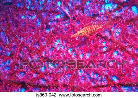 Stock Image - Longnose hawkfish. Fotosearch