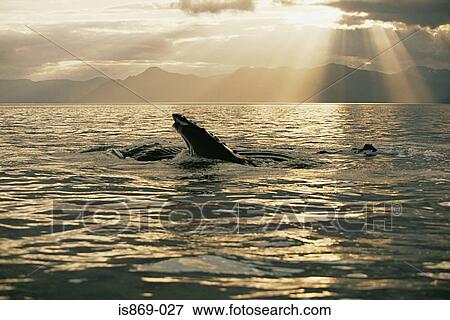 Lunge feeding humpback whale View Large Photo Image Stock Photo - Lunge feeding humpback whale. Fotosearch