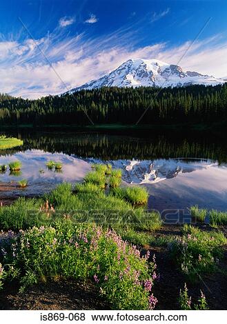 Mount rainier and reflection lake View Large Photo Image Stock Photo - Mount rainier and reflection lake. Fotosearch