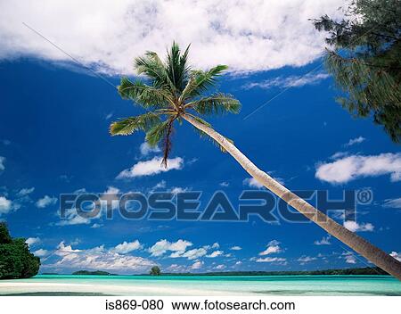 Stock Image - Palm tree. Fotosearch