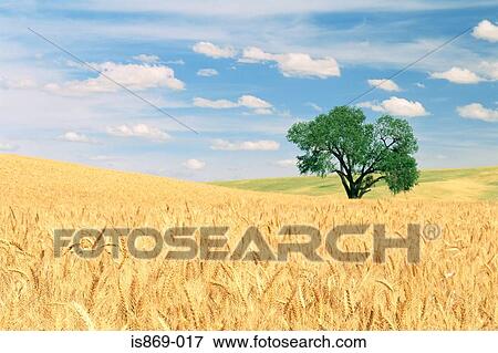 Stock Photo - Palouse hills washington state. Fotosearch