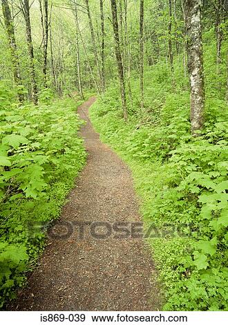 Stock Photo - Path through a forest. Fotosearch