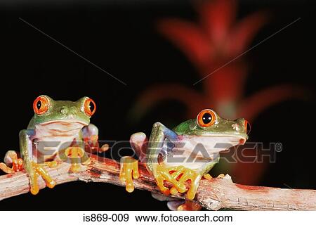 Red eyed tree frogs View Large Photo Image Stock Photo - Red eyed tree frogs. Fotosearch