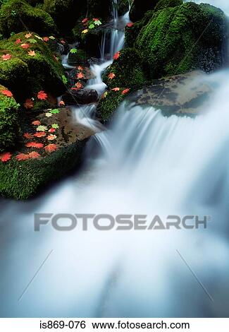 River near proxy falls willamette national forest View Large Photo Image Stock Photograph - River near proxy falls willamette national forest. Fotosearch