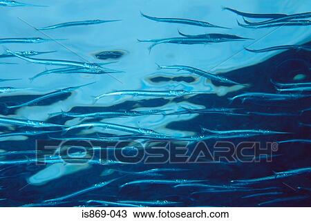 Shoal of needlefish View Large Photo Image Stock Image - Shoal of needlefish. Fotosearch