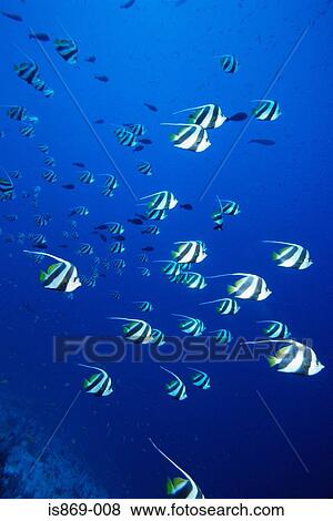 Shoal of schooling bannerfish View Large Photo Image Stock Photo - Shoal of schooling bannerfish. Fotosearch