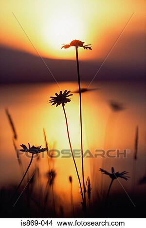 Picture - Silhouette of daisies. Fotosearch