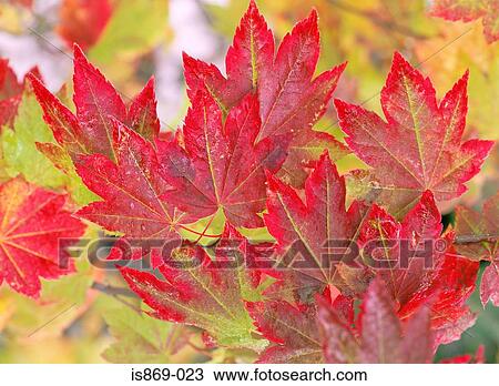 Vine maple leaves View Large Photo Image Stock Image - Vine maple leaves. Fotosearch