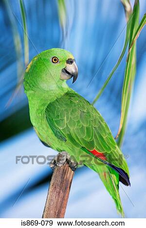 Stock Photo - Yellow naped amazon parrot. Fotosearch