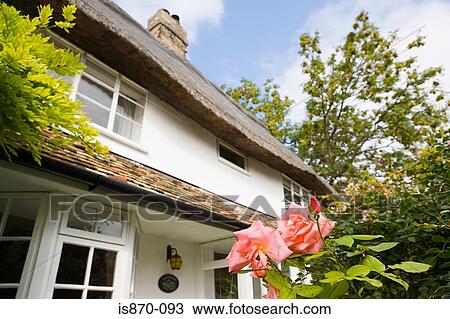 Rose in cottage garden View Large Photo Image Stock Image - Rose in cottage garden. Fotosearch