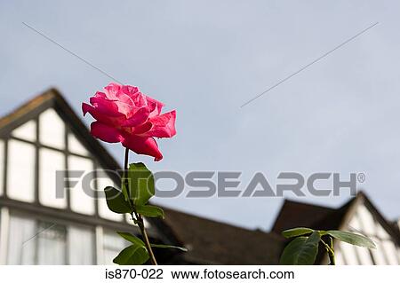 Rose in suburbia View Large Photo Image Stock Image - Rose in suburbia. Fotosearch