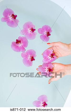 Orchids floating on water View Large Photo Image Stock Image - Orchids floating on water. Fotosearch