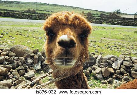 Alpaca View Large Photo Image Stock Image - Alpaca. Fotosearch