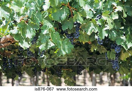 Stock Photo - Grapes on vines. Fotosearch