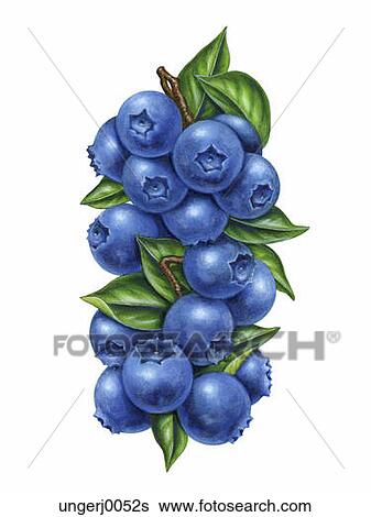 Stock Illustration of A Bushel of Blueberries ungerj0052s - Search Clip ...