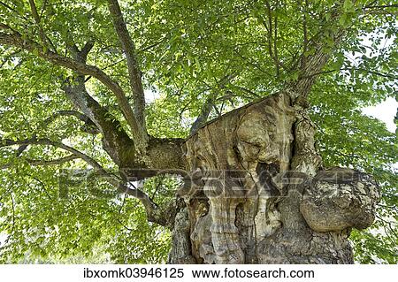 "200 year old elm, model for the lemonade tree of Pippi Longstocking, Information and Cultural centre Astrid Lindgrens Nas, Vimmerby, Smaland, Sweden, Europe" View Large Photo Image Stock Photography - "200 year old elm, model for the lemonade tree of Pippi Longstocking, Information and Cultural centre Astrid Lindgrens Nas, Vimmerby, Smaland, Sweden, Europe". Fotosearch