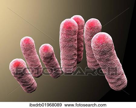 Stock Photo - "3d-rendering, enterobacteriaceae, bacteria". Fotosearch