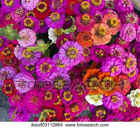 A bouquet of flowers in shades of red View Large Photo Image Picture - A bouquet of flowers in shades of red. Fotosearch
