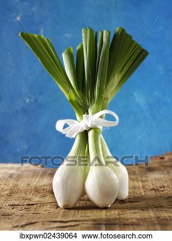 A bunch of spring onions View Large Photo Image Picture - A bunch of spring onions. Fotosearch