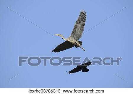 Stock Image - "A Crow (Corvus sp. ) is mobbing a Grey Heron (Ardea cinerea) in order to drive it from its territory, Hamburg, Germany, Europe". Fotosearch