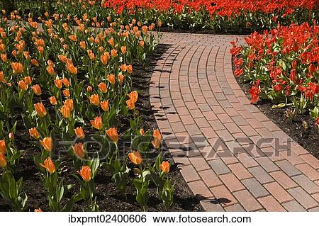 "A curved brick garden path runs through the orange and red tulip beds in a public garden at springtime, Old Terrebonne, Quebec, Lanaudiere, Canada, North America" View Large Photo Image Stock Photograph - "A curved brick garden path runs through the orange and red tulip beds in a public garden at springtime, Old Terrebonne, Quebec, Lanaudiere, Canada, North America". Fotosearch