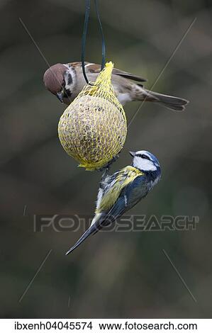 "A Eurasian Tree Sparrow (Passer montanus) and a Blue Tit (Parus caerulea) clinging to a fat ball, Germany, Europe" View Large Photo Image Picture - "A Eurasian Tree Sparrow (Passer montanus) and a Blue Tit (Parus caerulea) clinging to a fat ball, Germany, Europe". Fotosearch