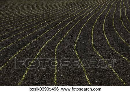 "A field at seedtime, Upper Swabia, Germany, Europe" View Large Photo Image Stock Photograph - "A field at seedtime, Upper Swabia, Germany, Europe". Fotosearch