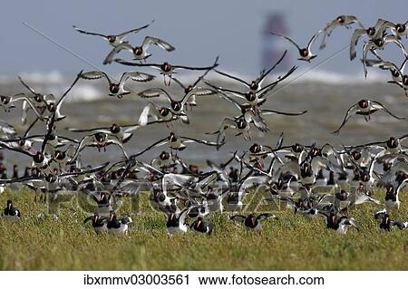 "A flock of Eurasian Oystercatchers (Haematopus ostralegus), landing on a salt marsh, Mellum Plate lighthouse at the back, Minsener Oog, East Frisian Islands, Friesland District, Lower Saxony, Germany, Europe" View Large Photo Image Stock Image - "A flock of Eurasian Oystercatchers (Haematopus ostralegus), landing on a salt marsh, Mellum Plate lighthouse at the back, Minsener Oog, East Frisian Islands, Friesland District, Lower Saxony, Germany, Europe". Fotosearch