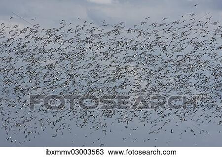 "A flock of Eurasian Oystercatchers (Haematopus ostralegus) in flight, Minsener Oog, East Frisian Islands, Friesland District, Lower Saxony, Germany, Europe" View Large Photo Image Stock Image - "A flock of Eurasian Oystercatchers (Haematopus ostralegus) in flight, Minsener Oog, East Frisian Islands, Friesland District, Lower Saxony, Germany, Europe". Fotosearch
