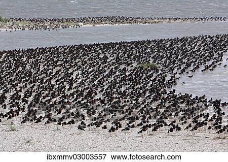 "A flock of Eurasian Oystercatchers (Haematopus ostralegus) during high tide, Minsener Oog, East Frisian Islands, Friesland District, Lower Saxony, Germany, Europe" View Large Photo Image Stock Photo - "A flock of Eurasian Oystercatchers (Haematopus ostralegus) during high tide, Minsener Oog, East Frisian Islands, Friesland District, Lower Saxony, Germany, Europe". Fotosearch