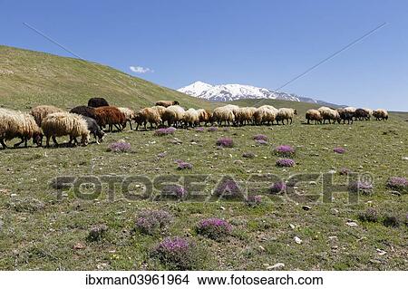 "A flock of sheep on a mountain pasture in the Taurus Mountains, the volcano Mount Suphan or Suphan Dagi at the back, near Adilcevaz, Bitlis Province, Eastern Anatolia Region, Anatolia, Turkey, Asia" View Large Photo Image Picture - "A flock of sheep on a mountain pasture in the Taurus Mountains, the volcano Mount Suphan or Suphan Dagi at the back, near Adilcevaz, Bitlis Province, Eastern Anatolia Region, Anatolia, Turkey, Asia". Fotosearch