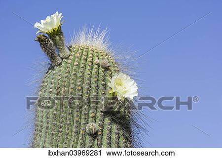 "A flowering Cardon cactus (Echinopsis atacamensis), Tilcara, Jujuy Province, Argentina, South America" View Large Photo Image Stock Image - "A flowering Cardon cactus (Echinopsis atacamensis), Tilcara, Jujuy Province, Argentina, South America". Fotosearch