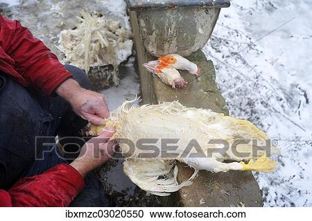 "A freshly slaughtered duck is being plucked, heads and feathers of ducks at back, home slaughtering on a farm, Eckenhaid, Eckental, Middle Franconia, Bavaria, Germany, Europe" View Large Photo Image Stock Image - "A freshly slaughtered duck is being plucked, heads and feathers of ducks at back, home slaughtering on a farm, Eckenhaid, Eckental, Middle Franconia, Bavaria, Germany, Europe". Fotosearch