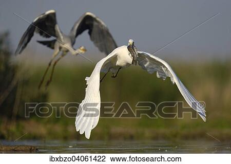 "A Great Egret (Ardea alba), taking off with a fish in its beak, is followed by a Grey Heron (Ardea cinerea), Kiskunsag National Park, Southeastern Hungary, Hungary, Europe" View Large Photo Image Stock Image - "A Great Egret (Ardea alba), taking off with a fish in its beak, is followed by a Grey Heron (Ardea cinerea), Kiskunsag National Park, Southeastern Hungary, Hungary, Europe". Fotosearch