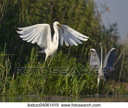 "A Great Egret (Ardea alba), taking off with a fish in its beak, is followed by a Grey Heron (Ardea cinerea), Kiskunsag National Park, Southeastern Hungary, Hungary, Europe" View Large Photo Image Stock Photo - "A Great Egret (Ardea alba), taking off with a fish in its beak, is followed by a Grey Heron (Ardea cinerea), Kiskunsag National Park, Southeastern Hungary, Hungary, Europe". Fotosearch
