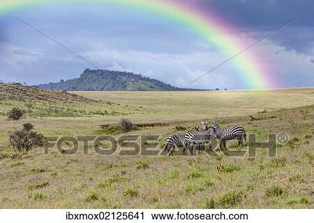 "A group of zebras (Equus quagga boehmi) with rainbow, Lake Nakuru National Park, Kenya, East Africa, Africa, PublicGround, Africa" View Large Photo Image Stock Image - "A group of zebras (Equus quagga boehmi) with rainbow, Lake Nakuru National Park, Kenya, East Africa, Africa, PublicGround, Africa". Fotosearch