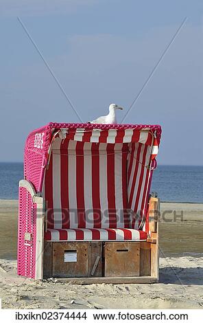 "A gull perched on a roofed wicker beach chair, North Sea, Amrum, Schleswig-Holstein, Germany, Europe" View Large Photo Image Picture - "A gull perched on a roofed wicker beach chair, North Sea, Amrum, Schleswig-Holstein, Germany, Europe". Fotosearch