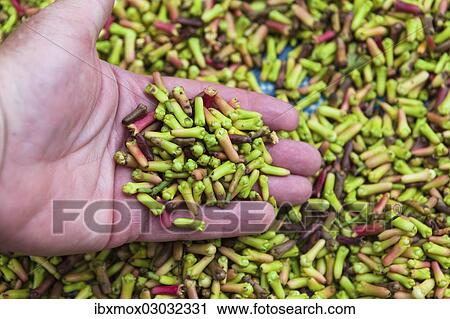 "A hand is holding cloves that are spread out for drying, Kelod, Banjar, Bali, Indonesia, Asia" View Large Photo Image Stock Image - "A hand is holding cloves that are spread out for drying, Kelod, Banjar, Bali, Indonesia, Asia". Fotosearch