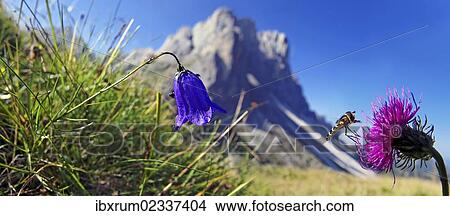 "A harebell (Campanula rotundifolia) and a Hoverfly (Syrphidae) perched on a Alpine thistle (Carduus defloratus), Geisler Mountains at the back, Villnoesstal valley, province of Bolzano-Bozen, Italy, Europe" View Large Photo Image Picture - "A harebell (Campanula rotundifolia) and a Hoverfly (Syrphidae) perched on a Alpine thistle (Carduus defloratus), Geisler Mountains at the back, Villnoesstal valley, province of Bolzano-Bozen, Italy, Europe". Fotosearch