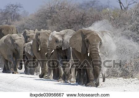 "A herd of African Elephants (Loxodonta africana) dust bathing while walking on path, Etosha National Park, Namibia, Africa" View Large Photo Image Stock Photo - "A herd of African Elephants (Loxodonta africana) dust bathing while walking on path, Etosha National Park, Namibia, Africa". Fotosearch