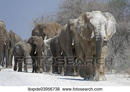 Stock Photo - "A herd of African Elephants (Loxodonta africana) walking on gravel road, Etosha National Park, Namibia, Africa". Fotosearch