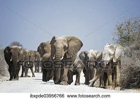 "A herd of African Elephants (Loxodonta africana) walking on dirt road, Etosha National Park, Namibia, Africa" View Large Photo Image Stock Photograph - "A herd of African Elephants (Loxodonta africana) walking on dirt road, Etosha National Park, Namibia, Africa". Fotosearch