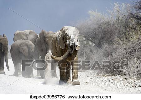 "A herd of African Elephants (Loxodonta africana) dust bathing while walking on path, Etosha National Park, Namibia, Africa" View Large Photo Image Stock Photograph - "A herd of African Elephants (Loxodonta africana) dust bathing while walking on path, Etosha National Park, Namibia, Africa". Fotosearch