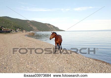 "A horse on the shore of Lake Baikal, Bolshiye Koty, Siberia, Russia, Europe" View Large Photo Image Picture - "A horse on the shore of Lake Baikal, Bolshiye Koty, Siberia, Russia, Europe". Fotosearch