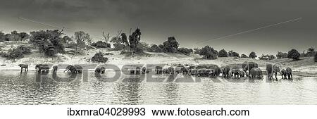 "A large herd of African Elephants (Loxodonta africana) is standing in the river drinking water, sepia, panoramic view, Chobe National Park, Chobe River, Botswana, Africa" View Large Photo Image Stock Image - "A large herd of African Elephants (Loxodonta africana) is standing in the river drinking water, sepia, panoramic view, Chobe National Park, Chobe River, Botswana, Africa". Fotosearch