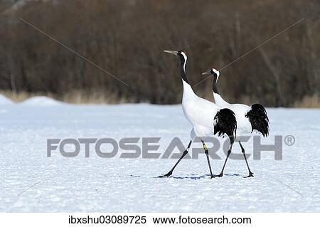 "A pair of Red-crowned Cranes, Japanese Cranes or Manchurian Cranes (Grus Japonensis), during courtship, Kushiro-Shitsugen-Nationalpark, Kushiro, Hokkaido, Japan, Asia" View Large Photo Image Stock Photography - "A pair of Red-crowned Cranes, Japanese Cranes or Manchurian Cranes (Grus Japonensis), during courtship, Kushiro-Shitsugen-Nationalpark, Kushiro, Hokkaido, Japan, Asia". Fotosearch