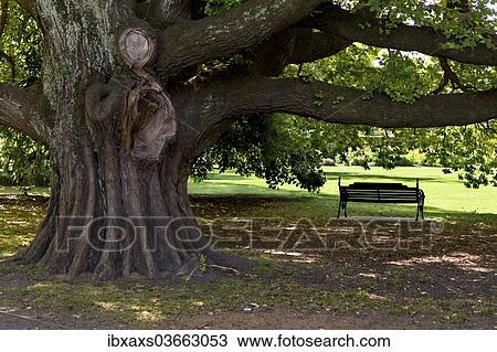 "A park bench under a huge old elm (Ulmus glabra) in Hagley Park, Christchurch Central, Christchurch, Canterbury Region, New Zealand, Oceania" View Large Photo Image Stock Image - "A park bench under a huge old elm (Ulmus glabra) in Hagley Park, Christchurch Central, Christchurch, Canterbury Region, New Zealand, Oceania". Fotosearch