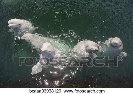 "A school of Beluga Whales or White Whales (Delphinapterus leucas), Sea of Japan, Primorsky Krai, Russia, Europe" View Large Photo Image Stock Image - "A school of Beluga Whales or White Whales (Delphinapterus leucas), Sea of Japan, Primorsky Krai, Russia, Europe". Fotosearch